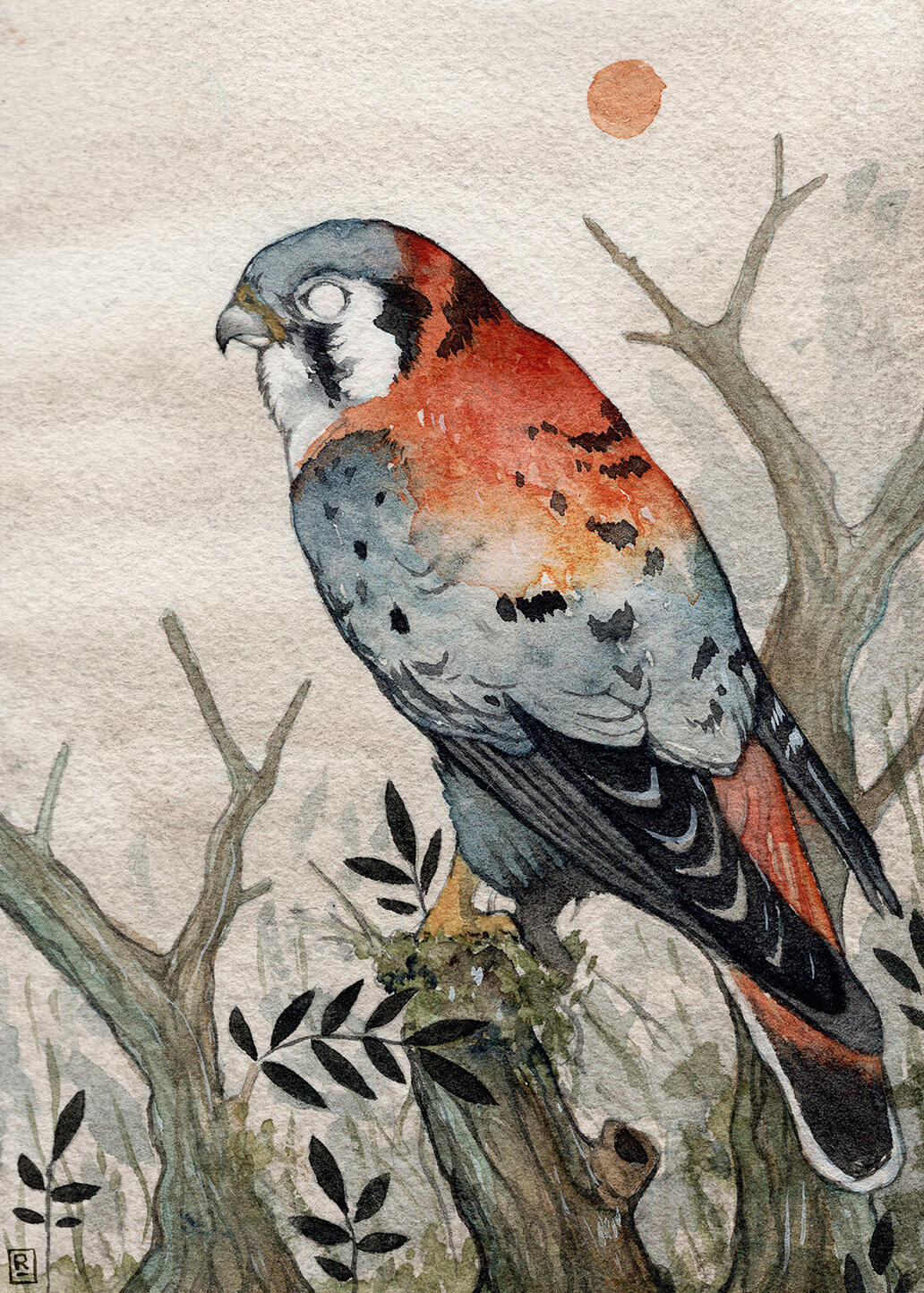 American Kestrel - 5” x 7” - watercolor