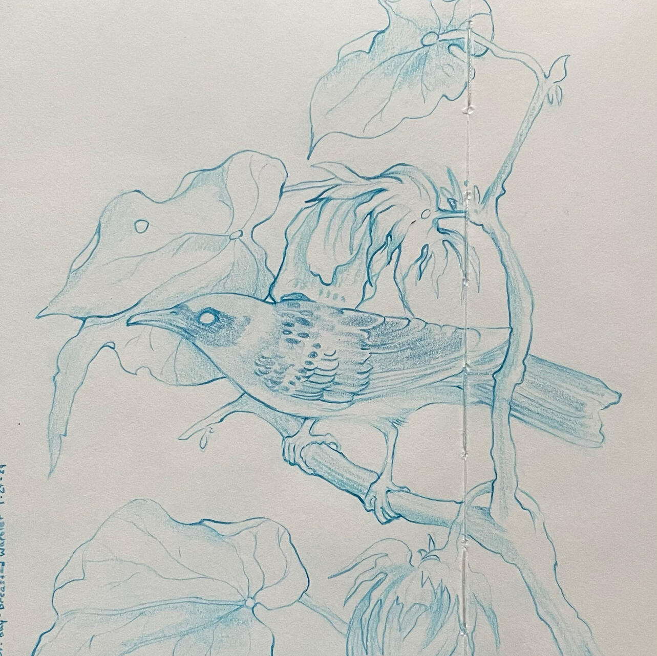 169. Bay-Breasted Warbler - 4” x 6” - non-photo blue pencil
