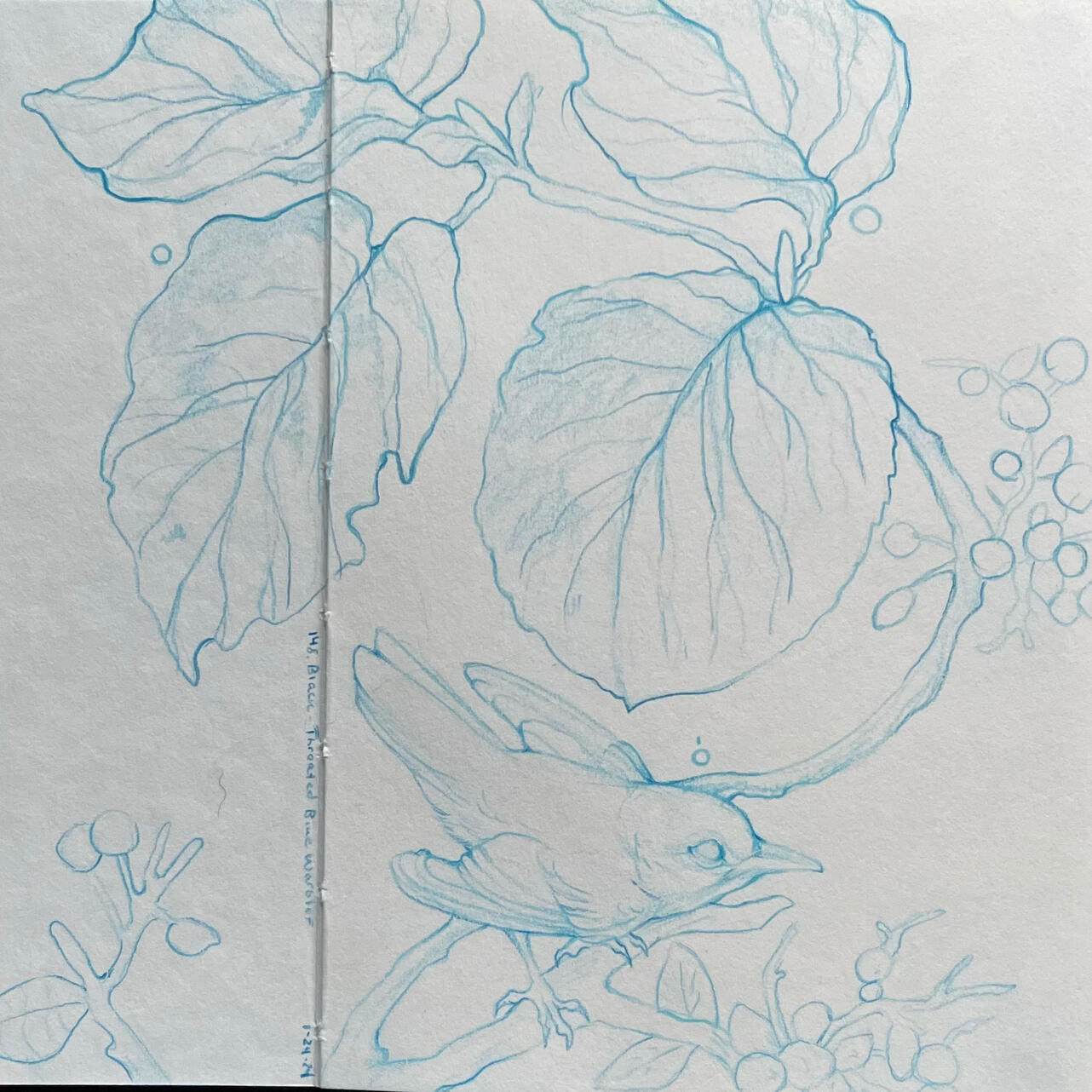 148. Black-Throated Blue Warbler II - 4” x 6” - non-photo blue pencil