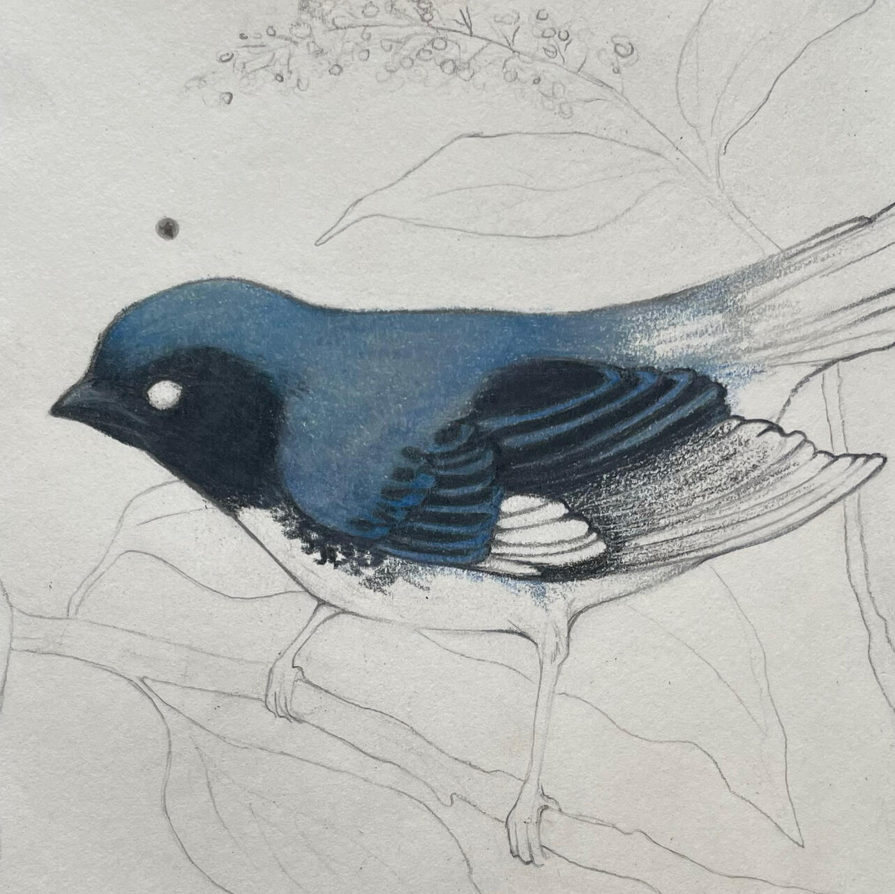 Black-Throated Blue Warbler - 4” x 6” - graphite &amp; colored pencil
