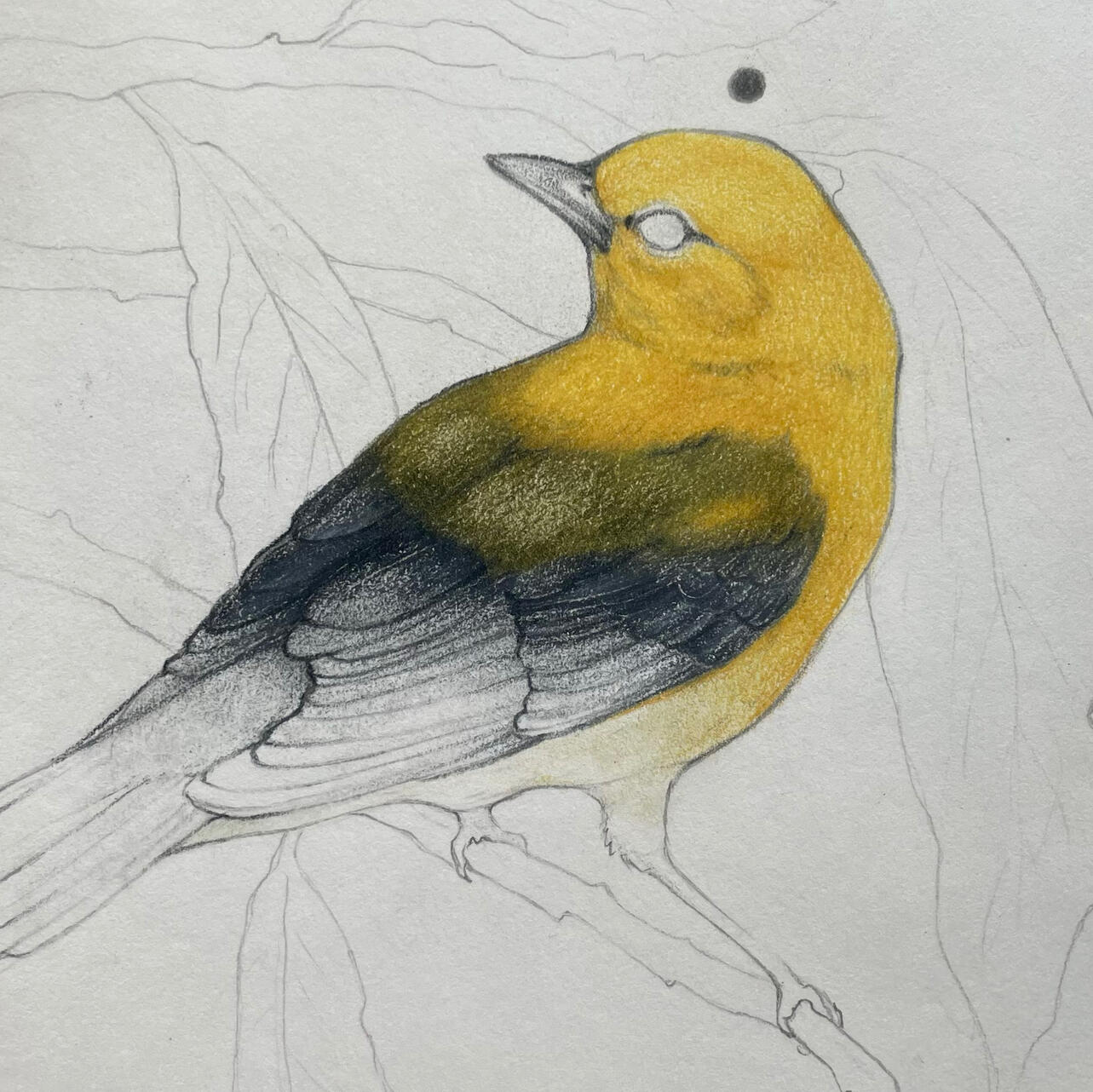 Prothonotary Warbler - 4” x 6” - graphite & colored pencil